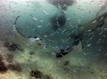   Mantas Hanifaru. Hanifaru  